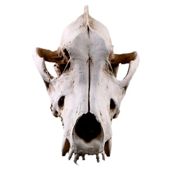 

LUDA Creative Resin Jackal Skull Replica Replica Teaching Skeleton Model Wolf Skull Decor