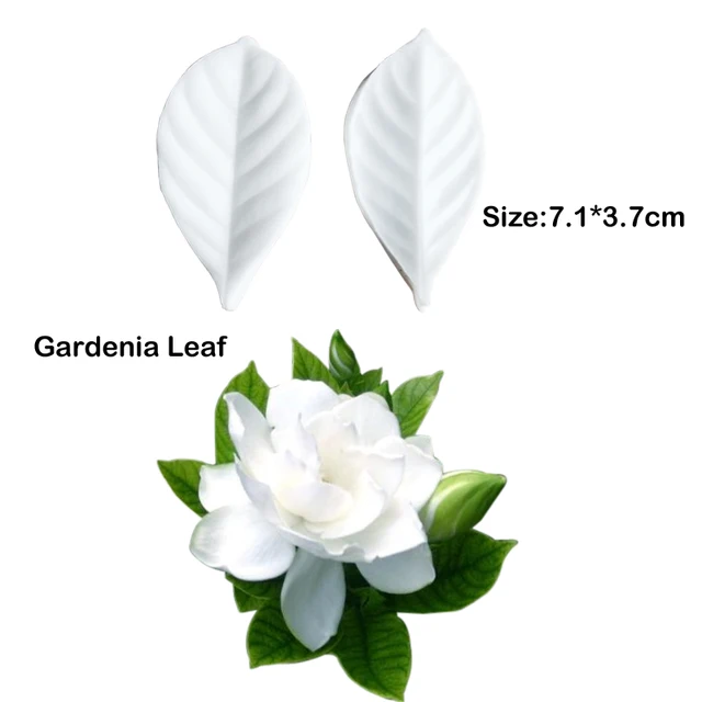 leaf