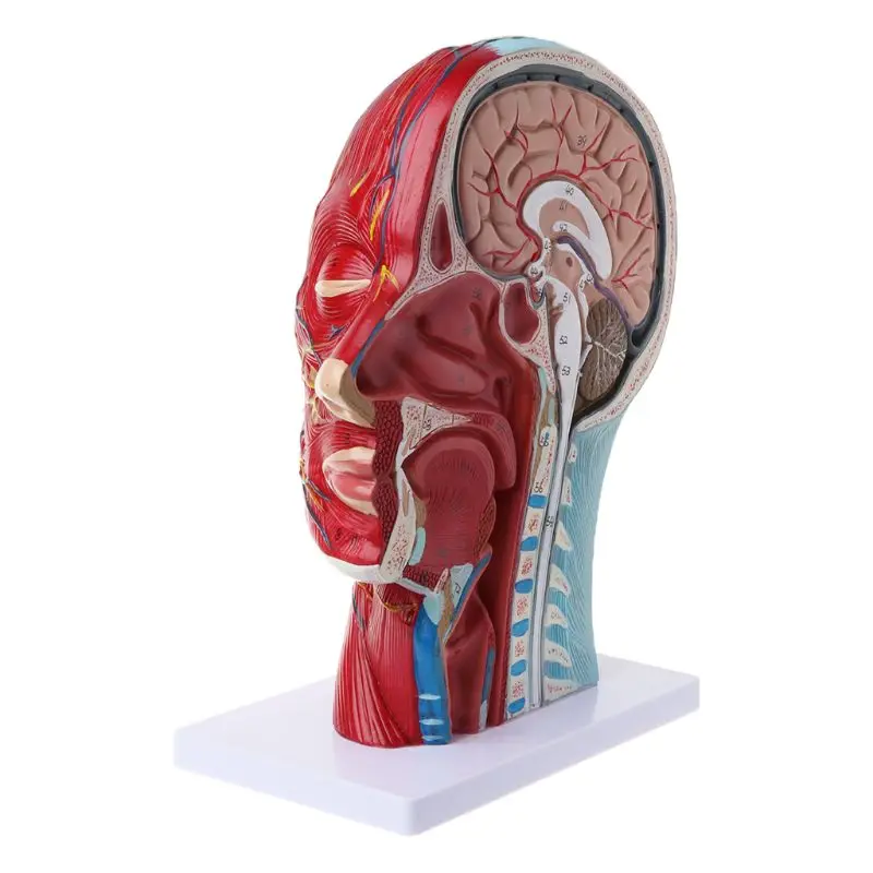 Человеческий нерв анатомический полуголова лицо анатомический медицинский головной убор средняя секция исследования модель нерва