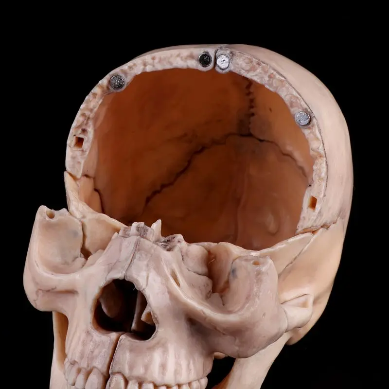15 шт./компл. 4D разобранный череп анатомический модель съемный медицинский обучающий инструмент