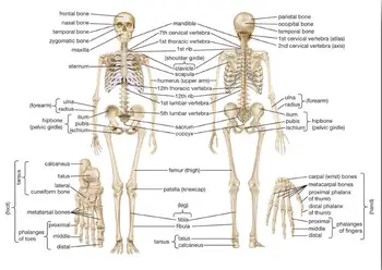 

HUMAN ANATOMY BONES SKELETON ORTHOPEDIC SCIENCE Art Film Print Silk Poster Home Wall Decor 24x36inch