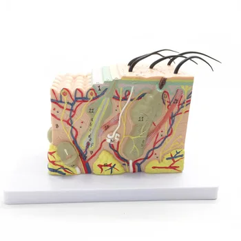 

Brand New 35X Three-dimensional skin model cosmetic plastic skin structure model enlarged anatomical model tools