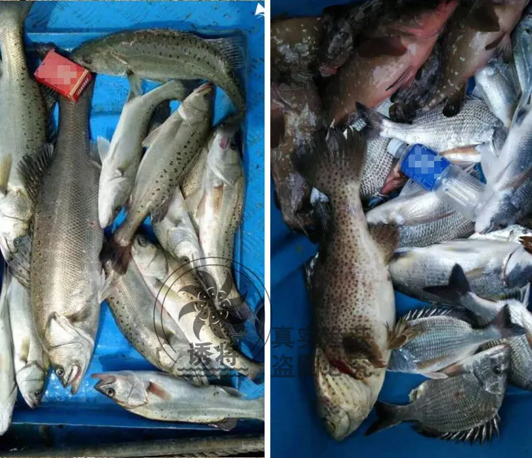 Басовая приманка для ловли анчоусов, фагостимулятор, морская приманка, добавка, черная пористая приманка для сбора рыбы, 51-100 юаней, маленькая