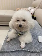 Arnés con cascabel para mascotas, arnés de pecho y correa suave para gatos pequeños y medianos