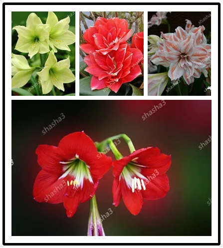 

50 Amaryllis Bulbs True Red Hippeastrum Bulbs Flowers(Not Bonsai),Barbados Lily Potted Home Garden Balcony Plant Bulbous