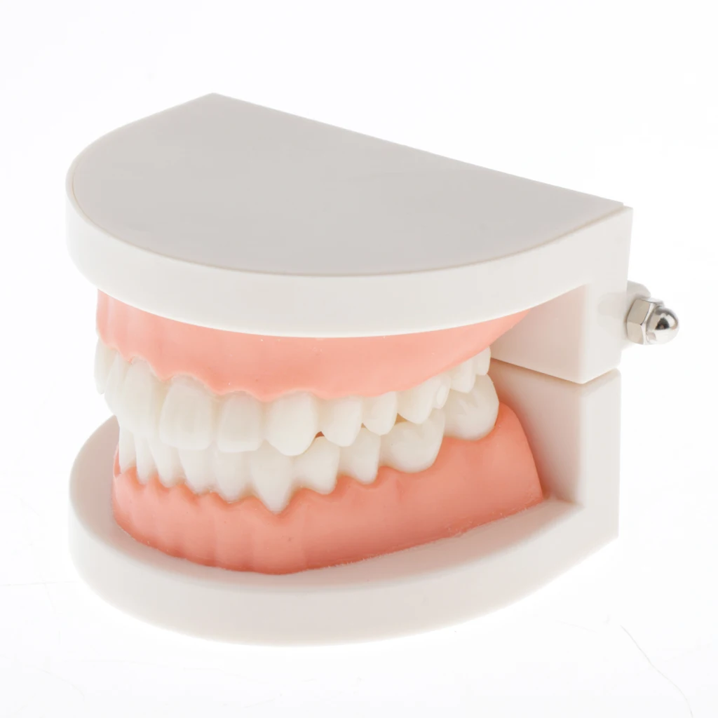 Human Mouth Teeth Model School Teaching Tools Magnification Kid Study Teeth Tongue Model Kit Mouth Caring Tool 