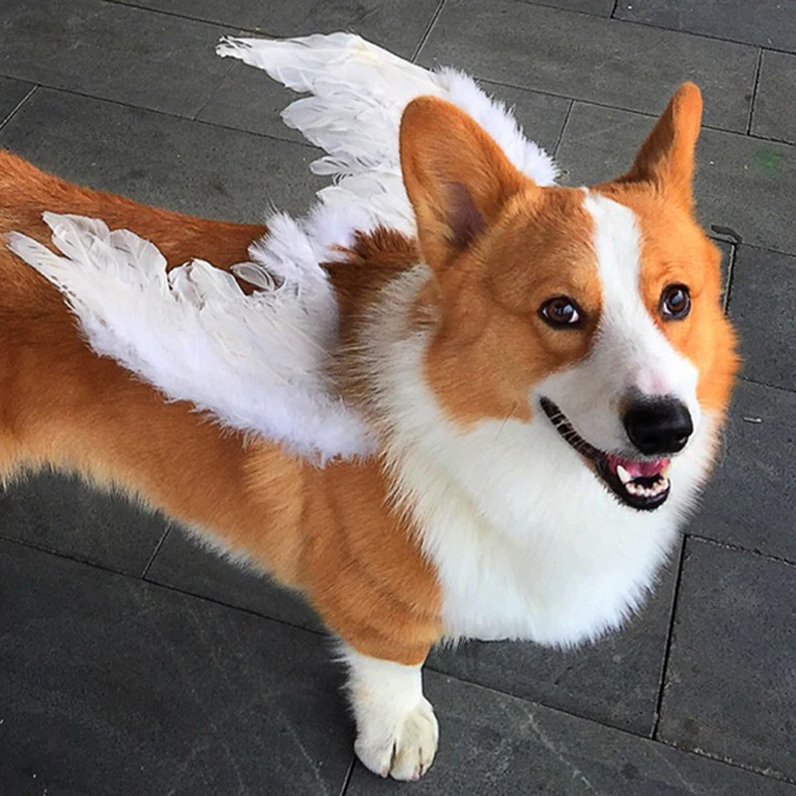 corgi with wings