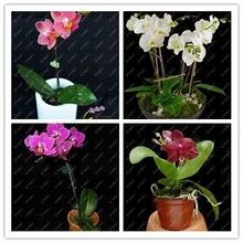 Pot for Phalaenopsis Orchid 100