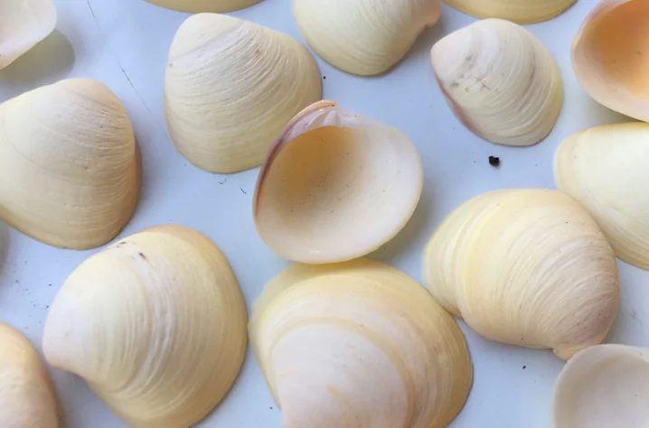 8 Stücke Edelstahl Große Muschelschale Vent Draht Kabelabdeckung Für Boot