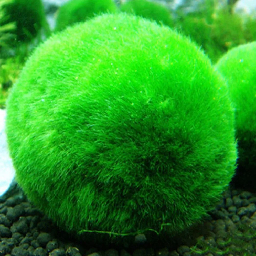 Аквариум мох аквариум живыми рыбами растения Aquaristics аквариум для креветок мох шар вода травяная креветка водная трава шары