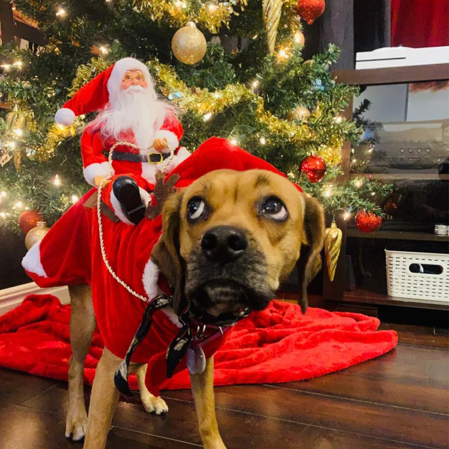 Engraçado natal roupas para cães santa festival