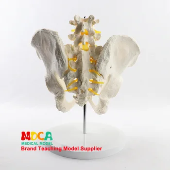 

Lumbar pelvis model spine anatomy model medical teaching equipment bone model
