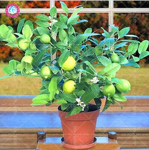 10 шт./пакет Лайма(соковыжималка для цитрусовых aurantifolia) органических фруктов лимон бонсай дерево Крытый карликовые и принтами в виде лимонного дерева горшок растения для украшения сада