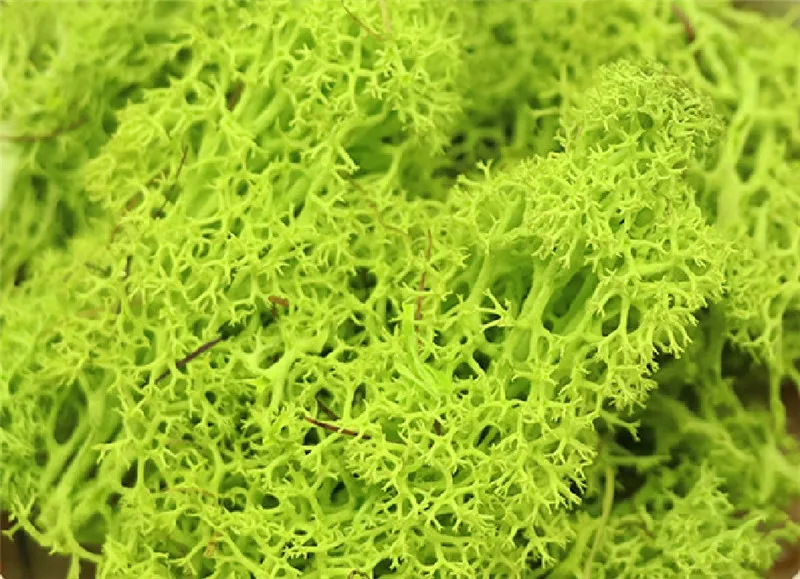 вечное растение