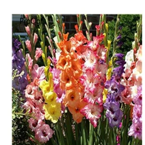 9 Ngryise 10 шт набор Vaniot Houtt gladiolus лампочка - Цвет: 9