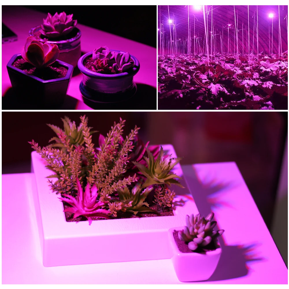 Full-Spectrum-Led-Grow-Light-10W-30W-50W-80W-Red-Blue-UV-IR-Led-Growing-Lamp (4)