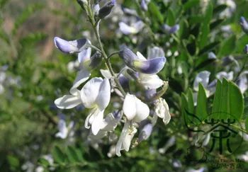 

Sophora Viciifolia Wild Sophora Kowhai Lang Ya Ci