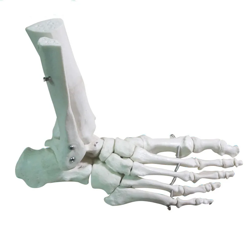 Модель сустава ноги лодыжки анатомическая модель сустава ноги с связкой кости ноги человека