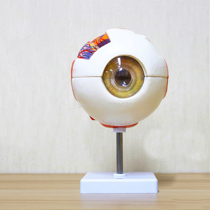 6 раз Анатомия человеческого глаза модель ЛОР офтальмология глазного яблока внутренняя структура роговицы Ирис линзы стекловидный