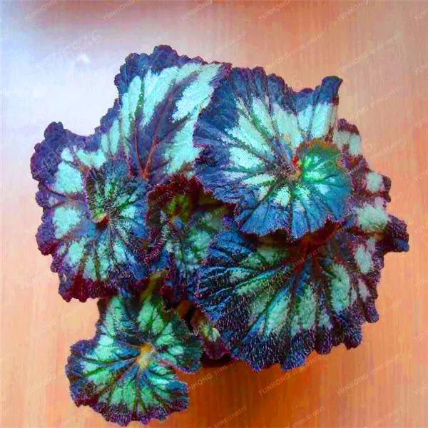 24-Colors-100PCS-Beautiful-Begonia-Flower-bonsai-Flowers-Potted-Bonsai-Garden-Courtyard-Balcony-Coleus-bonsai (2)