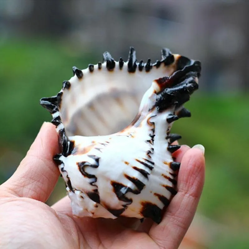 11-13cm Natural Black White Bone Snail Mediterranean Home Fish Tank Platform Landscape Coral Conch Shells Creative Craft Gift