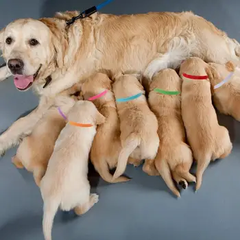 

12PCS Pet Dog Cat Identification Collar Adjustable Pet Id Collar Mark Neck Strap For Dogs Cats Puppy Pet Accessories