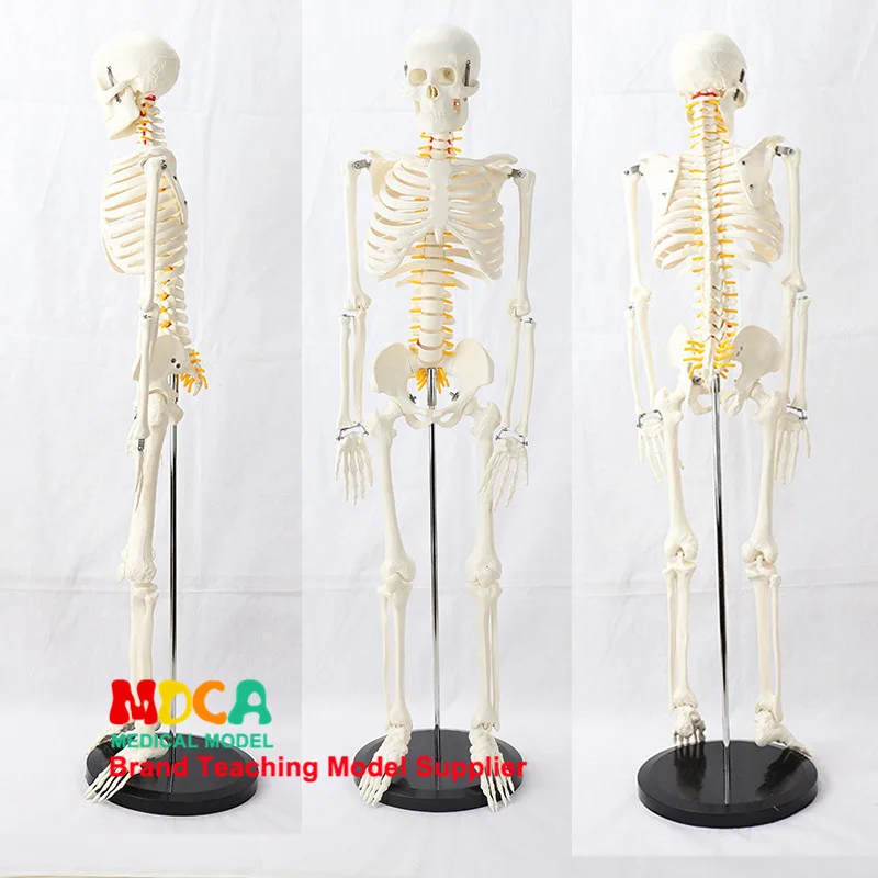 85cm Pillar Type Human Skeleton Spinal Nerve Model Medicine for Yoga Fitness Teach Learning Bone Model