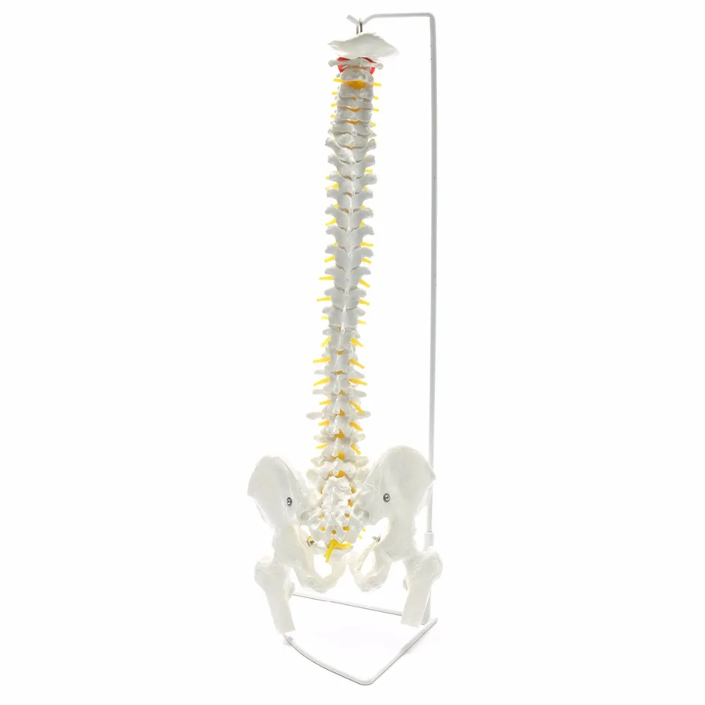 Professional-Human-Spine-Model-Flexible-Medical-Anatomical-Chiropractic-W-Stand (1)