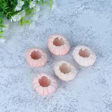 Conchas de caracol de mar naturales, contenedores de Tillandsia artesanales, plantas de aire, macetas para plantar, Color aleatorio, por encima de 4CM