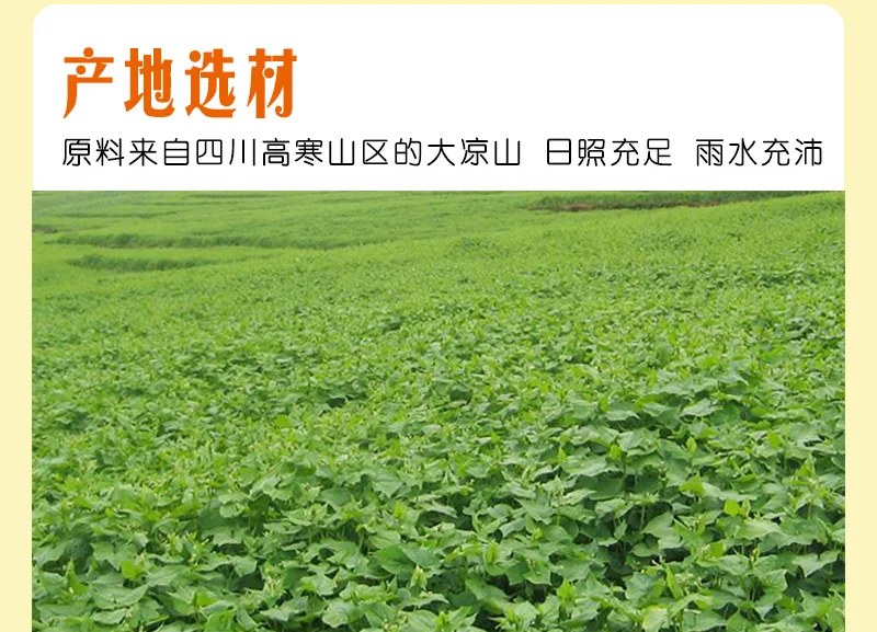 Yellow Tartary Buckwheat_04.jpg