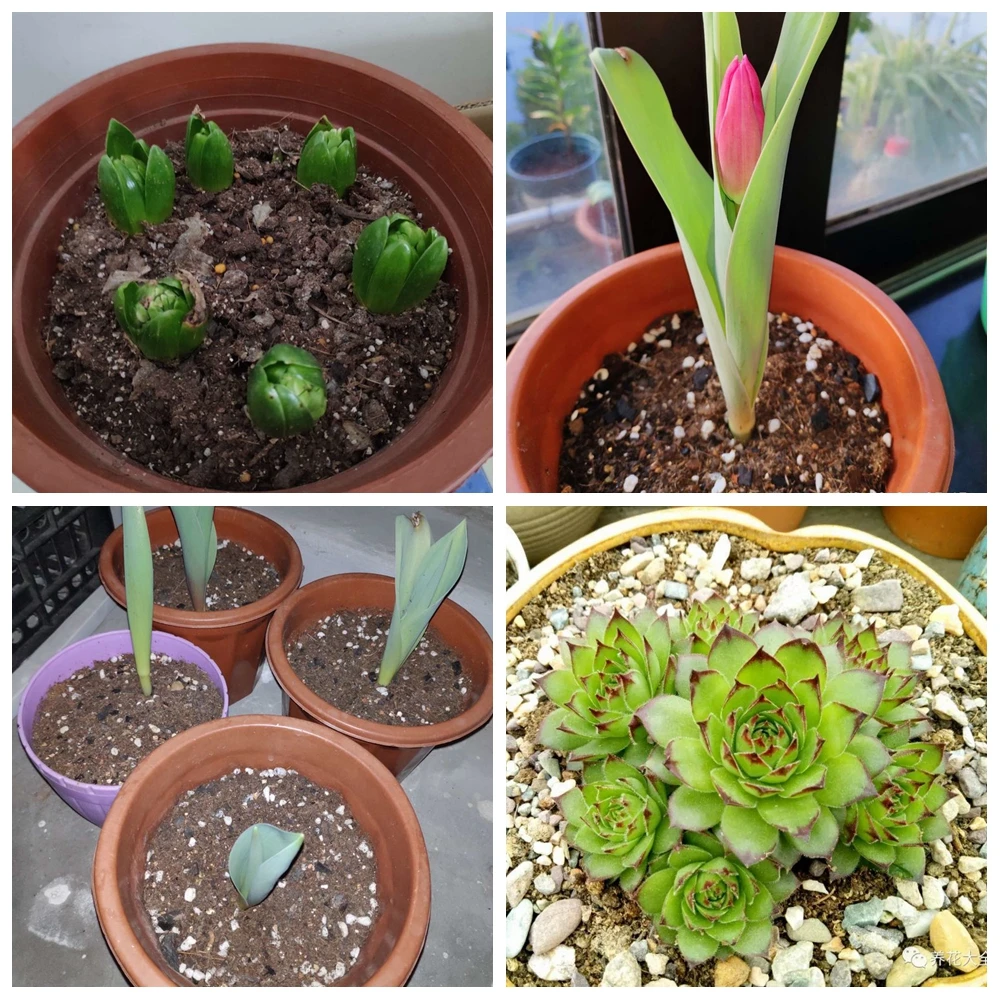 Vermiculite/perlite pellets Configure Nutrient for Hydroponics