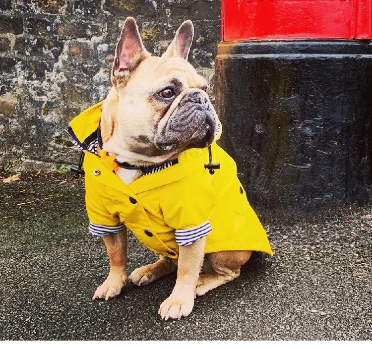 Capas de chuva para cães