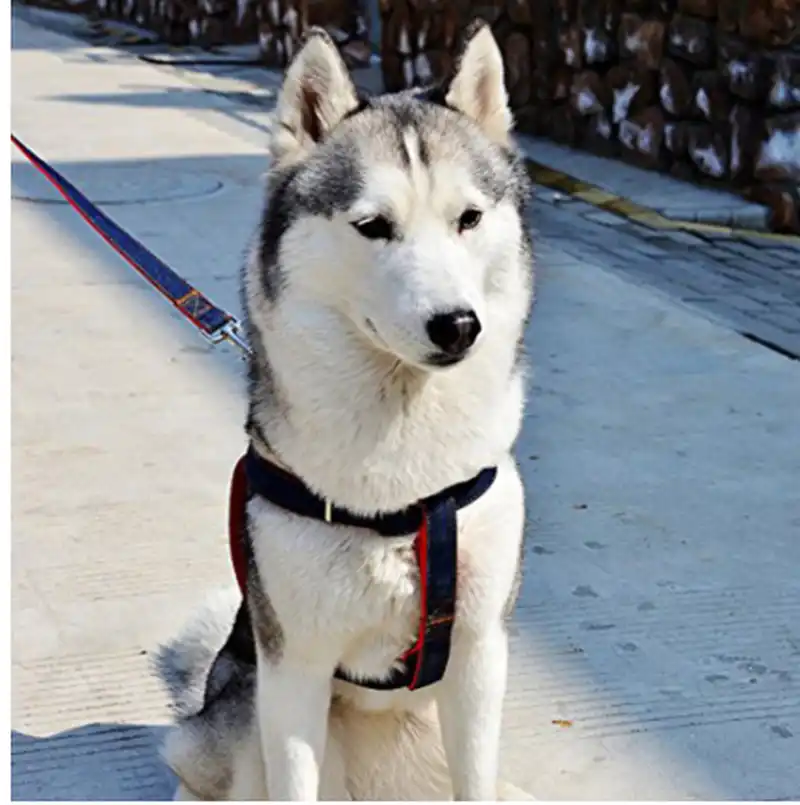 husky walking belt