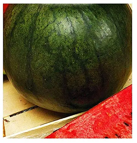 Семена арбуза для маленьких сахар-Citrullus Lanatus-watermelons-35 семена про | Дом и сад