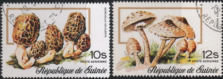 

2Pcs/Set Guinea-Bissau Post Stamps Mushroom Marked Postage Stamps for Collecting