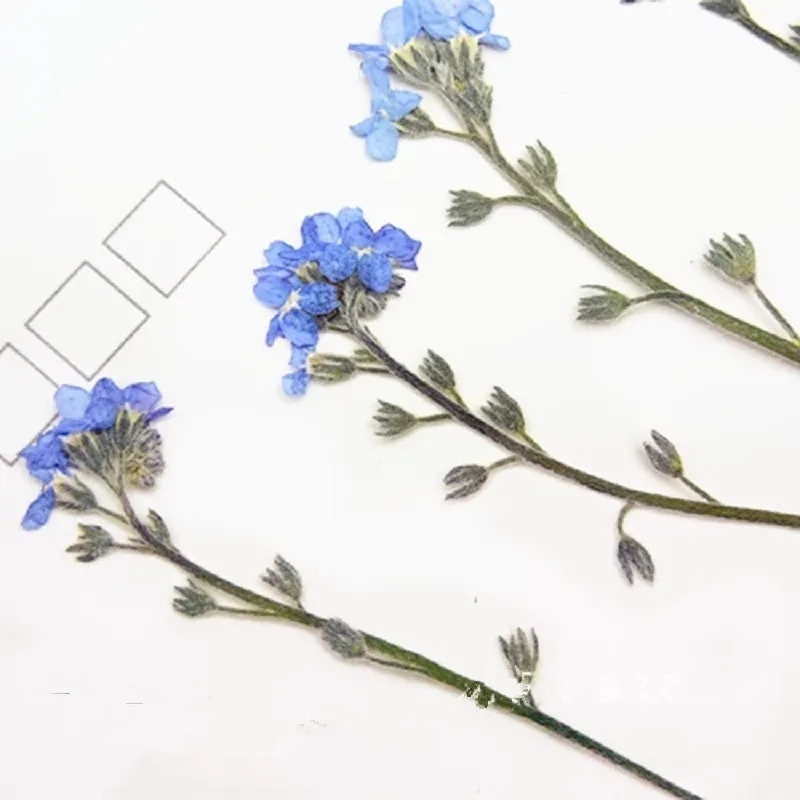 60 шт 4-7 см прессованный высушенный миозотис сильватика Forgetmenot цветок гербарий из растений для ювелирных открыток Закладка чехол для телефона DIY
