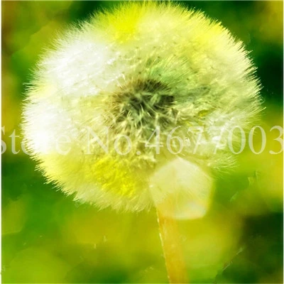 Taraxacum монгольский цветок бонсай, Одуванчик красивый монгольский Одуванчик бонсай Diy товары для домашнего сада травяные плантации 100 шт - Цвет: 100pcs7