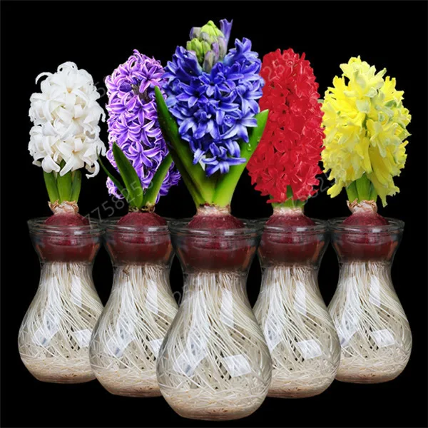 

Hyacinth A free gift only for Vip customer