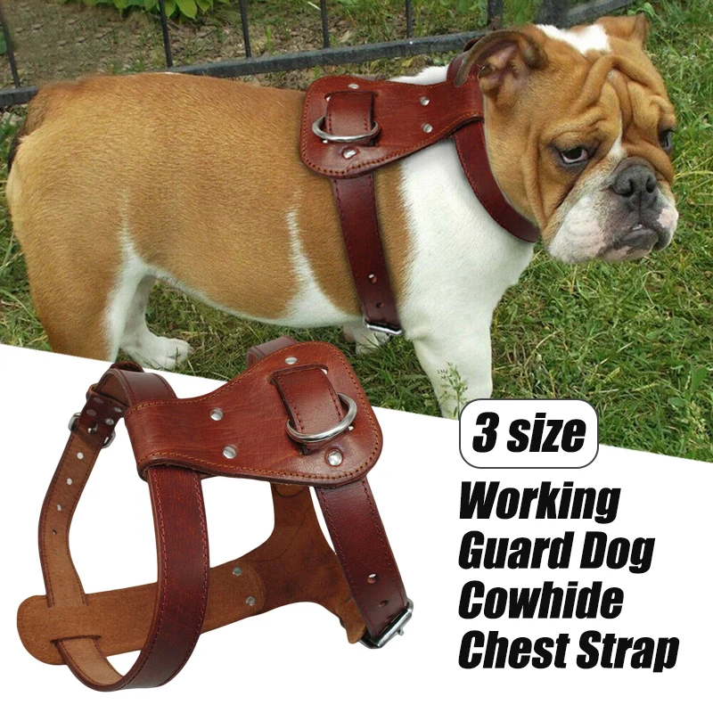 pitbull harness leather