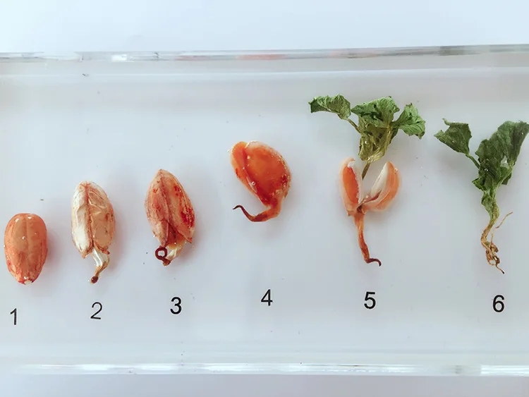 Образцы истории роста растений из смолы Кукуруза арахис бобов, пшеницы, процесс прорастания риса, модель биологии Botany учебные материалы - Цвет: rice