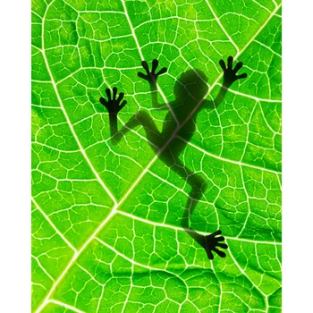 

DIY Painting By Numbers Frog Shadow On The Leaf Kit Oil Picture By Numbers Wall Art Painting on Canvas Home Decoration Gift