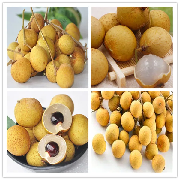 

5 PCS Bonsai Longan Extra-Sweet Extra-Big Bonsai Fruit Tasty Dragon Eyes Rare Exotic Potted Plant For Garden Flower Pot Plants