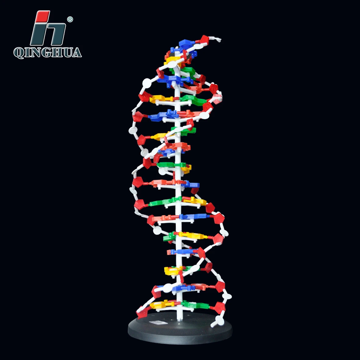 Base de modelo de estructura de ADN de 60cm, par de modelos de doble hélice  de ADN génico, suministros de equipo educativo para enseñanza de  Biología|Equipamiento educativo| - AliExpress