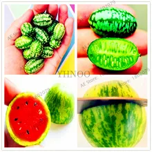 10 шт./пакет с накатанной головкой арбузно-Флорес, Cucamelon бонсай фруктовых растения, без ГМО растения легко растить светодиодные фонари для дома и сада