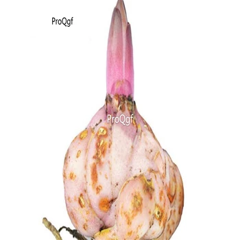 

Ngryise 10Pcs A Set Lilium Lily Flower Bulb