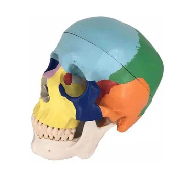

ly46 Plastic Color Skull Dental Teeth Model