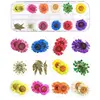 20styles 1 Box Real Pressed Flower Leaves Crystal Epoxy Filler Dried Daisy Flower Resin Art DIY Jewelry Making Nail Stickers Dec ► Photo 2/6