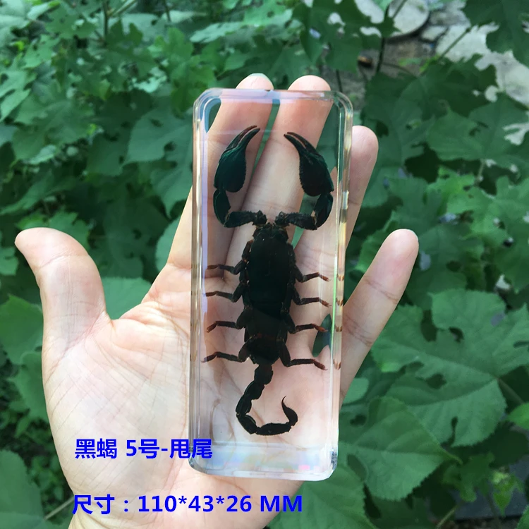 Resin Insect Specimen Handicraft Centipede Spider Beetle Scorpion Biological Sample  Boy Gift miniature brass figurines