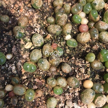 

Ngryise 5Pcs A Set Ophthalmophyllum friedrichiae