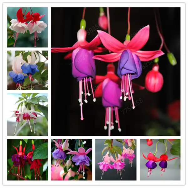 100 pces lanterna flor